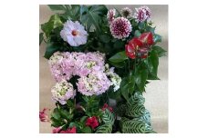 花き産出額日本一！渥美半島田原産鉢花　定期お届け 3回