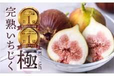 【10月中お届け】　完熟 いちじく［極］ 無花果 9-12玉 【専用箱でお届け】2025年発送 イチジク 6月7月/8月/9月/10月  贈答品   田原市16000円 