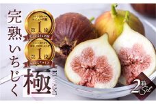 【10月中お届け】完熟 いちじく［極］ 無花果 2箱セット 【専用箱でお届け】2025年発送 イチジク 6月/7月/8月/9月/10月  贈答品  