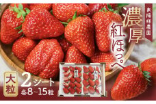 濃厚 大粒 いちご 紅ほっぺ 8～15粒 2シート 1月中お届け お陽様農園 産地直送 愛知県 田原市産 