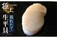 生平貝 3個 獲れたて 新鮮 平貝 タイラガイ 刺身 天ぷら バナー焼き 貝類 魚介 魚貝類 愛知県 田原市 三河湾 13000円