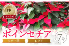タワー型　ポインセチア（クリスマスツリー仕立て）
