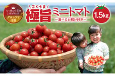 グランプリ受賞 完熟 出汁推し実 ミニトマト 1.5kg 