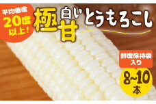 【夏採れお届け】 平均糖度20度以上 白い極甘とうもろこし 8～10本 鮮度保持袋入り 