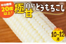 【夏採れお届け】 平均糖度20度以上 白い極甘とうもろこし 10～12本 鮮度保持袋無し 