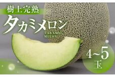 【先行予約】渥美半島産　青木さんちのタカミメロン 樹上完熟 4玉～5玉 約5kg メロン タカミメロン 青肉メロン 完熟 フルーツ 果物 デザート 農家直送 送料無料 熟成