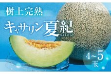 【先行予約】渥美半島産　青木さんちのキャサリン夏紀 樹上完熟 4玉～5玉 約5kg メロン キャサリン 青肉メロン 完熟 フルーツ 果物 デザート 農家直送 送料無料 熟成