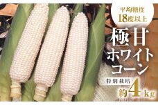 【先行予約】渥美半島産　青木さんちのとうもろこし　ホワイトコーン 10本～12本 約4kg とうもろこし デザート 農家直送 送料無料 朝採れ コーン 野菜 キャンプ BBQ バーベキュー おやつ 田原市 渥美半島 愛知県 夏 旬