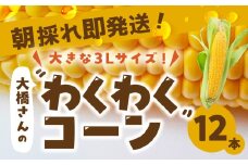 【先行予約】朝採れ即発送！大橋農園のトウモロコシ わくわくコーン 12本 大きい とうもろこし トウモロコシ コーン 新鮮 朝採れ 即発送 農家直送 送料無料 渥美半島 田原市 愛知県