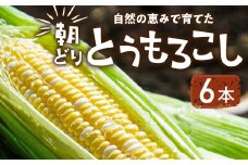 【先行予約】自然の恵みで育った 朝どりとうもろこし 6本 とうもろこし 朝採り トウモロコシ コーン 農家直送 旬 期間限定 野菜 ノンケミカル 6月 7月 愛知県 田原市 渥美半島 冷蔵 送料無料