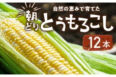 【先行予約】自然の恵みで育った 朝どりとうもろこし 12本 とうもろこし 朝採り トウモロコシ コーン 農家直送 旬 期間限定 野菜 ノンケミカル 6月 7月 愛知県 田原市 渥美半島 冷蔵 送料無料