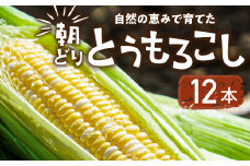 【先行予約】自然の恵みで育った 朝どりとうもろこし 12本 とうもろこし 朝採り トウモロコシ コーン 農家直送 旬 期間限定 野菜 ノンケミカル 6月 7月 愛知県 田原市 渥美半島 冷蔵 送料無料
