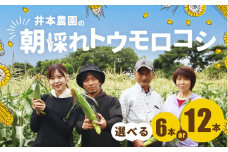 【先行予約】井本農園の朝採れトウモロコシ 12本 とうもろこし デザート 農家直送 送料無料 朝採れ コーン 野菜 キャンプ BBQ バーベキュー おやつ 田原市 渥美半島 愛知県 夏 旬