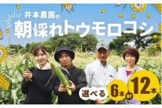 【先行予約】井本農園の朝採れトウモロコシ 12本 とうもろこし デザート 農家直送 送料無料 朝採れ コーン 野菜 キャンプ BBQ バーベキュー おやつ 田原市 渥美半島 愛知県 夏 旬