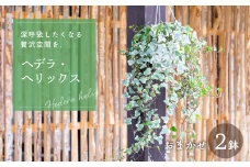 【ふるさと納税】ヘデラ・ヘリックス 6号吊鉢 おまかせ 2鉢 入り ヘデラ ヘデラ・へリックス アイビー セイヨウキヅタ イングリッシュ・アイビー 観葉植物 グリーン エコ 愛知県 田原市 渥美半島 ガーデニング 鉢植え おしゃれ インテリアグリーン 室内 グリーン