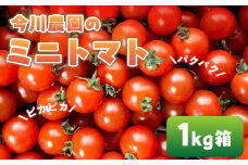 【ふるさと納税】【先行予約】今川農園のミニトマト 1kg 先行予約受付 期間限定 季節限定 野菜 国産 完熟 やさい フルーツ トマト 完熟 千果 ミニトマト プチ お弁当 贈り物 おやつ サラダ 送料無料 産地直送