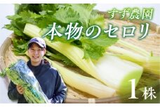 【先行予約】すず農園 すず農園 セロリ 1株 本物のセロリ 野菜 新鮮 農家直送 サラダ スープ セロリ 香味野菜 旬 愛知県 田原市 渥美半島 県内 1位
