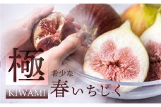 先行予約【4月～5月お届け 春いちじく】  春の希少な いちじく 極 9-12玉 完熟 大玉  4月～5月お届け フルーツ 【専用箱】入手困難 プレミアム 果物 春 秋 いちじく イチジク 無花果 フルーツ 果物 旬 希少 極 