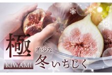 先行予約【11月、12月お届け 冬いちじく】  秋の希少な いちじく 極 9-12玉 完熟 大玉 2025年発送 　11月お届け 12月お届け フルーツ 【専用箱】入手困難 果物 春 秋 いちじく イチジク 無花果 フルーツ 果物 旬 希少 極 