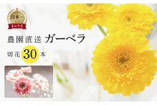 【30本】近藤フラワーガーデン 農園直送 ガーベラ切花30本　生花 ギフト プレゼント 愛知県 田原市