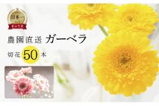 近藤フラワーガーデン 農園直送 ガーベラ切花50本　生花 ギフト プレゼント 愛知県 田原市