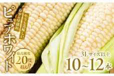 【先行予約】極甘 早採れ プレミアムフルーツコーン 10 ～ 12本 3L 4L 温室栽培 高糖度 生 ピュアホワイト まるで フルーツ プレミアム コーン とうもろこし トウモロコシ 甘い 春 夏 初夏 先行予約 5月 6月 ハウス 栽培