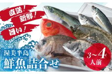 伊良湖直送　昼採れ鮮魚詰め合わせ特選セット 下処理済み 魚セット 愛知県 田原市 海鮮 魚介類 魚 鮮魚 鮮魚セット 詰合せ 魚 お魚