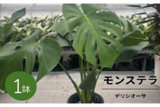 癒しの観葉植物 モンステラ デリシオーサ 観葉植物 グリーン ハウスグリーン モンステラ お祝い 引っ越し インテリア