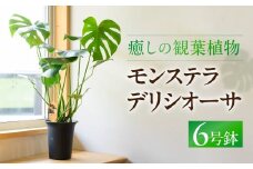 癒しの観葉植物 モンステラ デリシオーサ 観葉植物 グリーン ハウスグリーン モンステラ お祝い 引っ越し インテリア