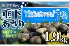 【先行予約】どでかい！垂下あさり 1.9kg 大 サイズ あさり ブランドあさり 浅利 ダシ 出汁 味噌汁 国産 アサリ 愛知県 田原市 新鮮 砂抜き 海鮮 魚介類 魚介 貝 人気 パスタ などに
