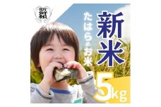 数量限定 新米 たはらのお米 5kg お米 おこめ 米 コメ ごはん ご飯  精米 令和7年  売り切れ 備蓄米 よりおいしい 愛知県 田原市 渥美半島 人気 どうまい 米 米 お米 お米 農家直送 先行予約 令和7年産 備蓄米 より おいしい 先行予約 令和7年産