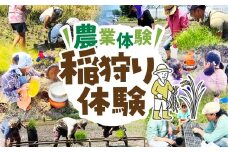 【農業体験】稲刈り体験 米作り 手作業 無農薬 体験 お米 米 親子 イベント 自然 自然体験