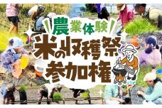 【農業体験】米の収穫祭参加権 米作り 手作業 無農薬 体験 お米 米 親子 イベント 自然 自然体験