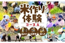 【体験コースA】米作り体験 選べる 4コース もち 餅 米作り 手作業 無農薬 体験 お米 米 親子 イベント 自然 自然体験