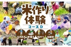 【体験コースD】米作り体験 選べる 4コース もち 餅 米作り 手作業 無農薬 体験 お米 米 親子 イベント 自然 自然体験