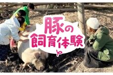 豚の飼育体験(1回) 豚 体験 ふれあい