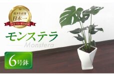 モンステラ 6号鉢 観葉植物 植物 6号鉢 人気 おしゃれ かわいい お手入れ 室内 大鉢 中型 インテリア リビング 玄関 寝室 キッチン オフィス プレゼント ギフト 新居 入居 インテリアグリーン グリーン 緑 植物