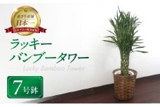 ラッキーバンブータワー 観葉植物 植物 7号鉢 人気 バンブー 竹 おしゃれ かわいい お手入れ 室内 大鉢 中型 インテリア リビング 玄関 寝室 キッチン オフィス プレゼント ギフト 新居 入居 インテリアグリーン グリーン 緑 植物