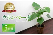ウンベラータ 観葉植物 植物 5号鉢 人気 おしゃれ かわいい お手入れ 室内 大鉢 中型 インテリア リビング 玄関 寝室 キッチン オフィス プレゼント ギフト 新居 入居 インテリアグリーン グリーン 緑 植物