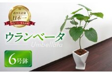 ウンベラータ 観葉植物 植物 6号鉢 人気 おしゃれ かわいい お手入れ 室内 大鉢 中型 インテリア リビング 玄関 寝室 キッチン オフィス プレゼント ギフト 新居 入居 インテリアグリーン グリーン 緑 植物