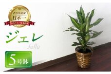 ジェレ 観葉植物 植物 5号鉢 ジェレ 人気 おしゃれ かわいい お手入れ 室内 大鉢 中型 インテリア リビング 玄関 寝室 キッチン オフィス プレゼント ギフト 新居 入居 インテリアグリーン グリーン 緑 植物
