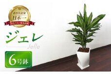 ジェレ 観葉植物 植物 6号鉢 ジェレ 人気 おしゃれ かわいい お手入れ 室内 大鉢 中型 インテリア リビング 玄関 寝室 キッチン オフィス プレゼント ギフト 新居 入居 インテリアグリーン グリーン 緑 植物