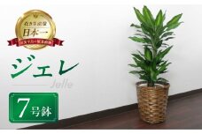 ドラセナ・ジェレ 観葉植物 植物 7号鉢 ジェレ ドラセナ 幸福の木 人気 おしゃれ かわいい お手入れ 室内 大鉢 中型 インテリア リビング 玄関 寝室 キッチン オフィス プレゼント ギフト 新居 入居 インテリアグリーン グリーン 緑 植物
