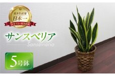 サンスベリア 5号鉢 観葉植物 植物 サンスベリア 人気 おしゃれ かわいい 初心者 枯れにくい 育てやすい お手入れ 室内 大鉢 中型 インテリア リビング 玄関 寝室 キッチン オフィス 店舗 プレゼント ギフト 新築 引っ越し