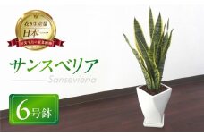サンスベリア 6号鉢 観葉植物 植物 サンスベリア 人気 おしゃれ かわいい 初心者 枯れにくい 育てやすい お手入れ 室内 大鉢 中型 インテリア リビング 玄関 寝室 キッチン オフィス 店舗 プレゼント ギフト 新築 引っ越し