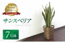 サンスベリア 7号鉢 観葉植物 植物 サンスベリア 人気 おしゃれ かわいい 初心者 枯れにくい 育てやすい お手入れ 室内 大鉢 中型 インテリア リビング 玄関 寝室 キッチン オフィス 店舗 プレゼント ギフト 新築 引っ越し