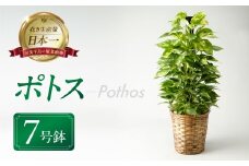 ポトス 7号鉢 観葉植物 植物 7号鉢 人気 おしゃれ かわいい お手入れ 室内 大鉢 中型 インテリア リビング 玄関 寝室 キッチン オフィス プレゼント ギフト 新居 入居 インテリアグリーン グリーン 緑 植物