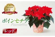 ポインセチア レッド 観葉植物 植物 5号鉢 人気 おしゃれ かわいい お手入れ 室内 大鉢 中型 インテリア リビング 玄関 寝室 キッチン オフィス プレゼント ギフト 冬 クリスマス フラワーギフト
