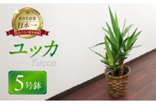 ユッカ 観葉植物 植物 5号鉢 人気 おしゃれ かわいい お手入れ 室内 大鉢 中型 インテリア リビング 玄関 寝室 キッチン オフィス プレゼント ギフト 新居 入居 インテリアグリーン グリーン 緑 植物