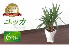 ユッカ 観葉植物 植物 6号鉢 人気 おしゃれ かわいい お手入れ 室内 大鉢 中型 インテリア リビング 玄関 寝室 キッチン オフィス プレゼント ギフト 新居 入居 インテリアグリーン グリーン 緑 植物